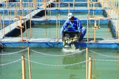 19 ألف طن إنتاج مشاريع الاستزراع السمكي بالمملكة في النصف الأول من 2021