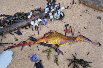 اكتشاف مخلوق غريب «ألوانه زاهية» على شواطئ سيدني