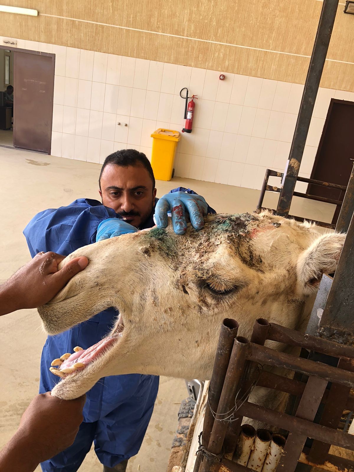 فريق طبي بيطري سعودي يجري  عمليات  استئصال اورام لماشية بمنطقة الحدود الشمالية 