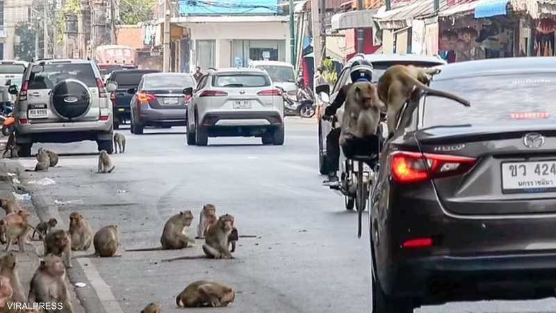 "عصابات" القردة تجتاح بلدة تايلاندية.. وتهدد الجميع