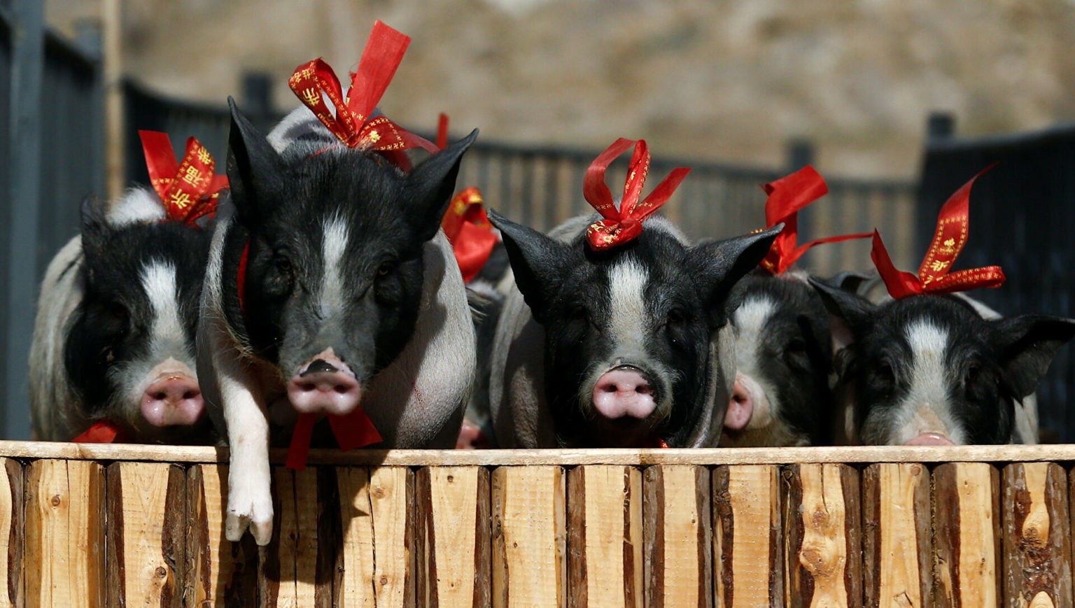إيطاليا تفرض حظرا بعد تفشي حمى الخنازير